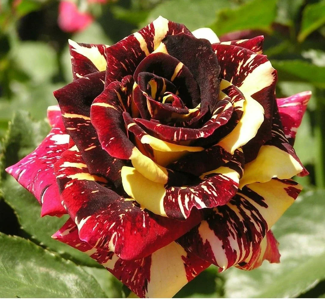 Premium Mix Dragon Rose Flower seeds for Planting Cottage Garden Essential, Heirloom & GMO Free Seeds for Home Garden seeds