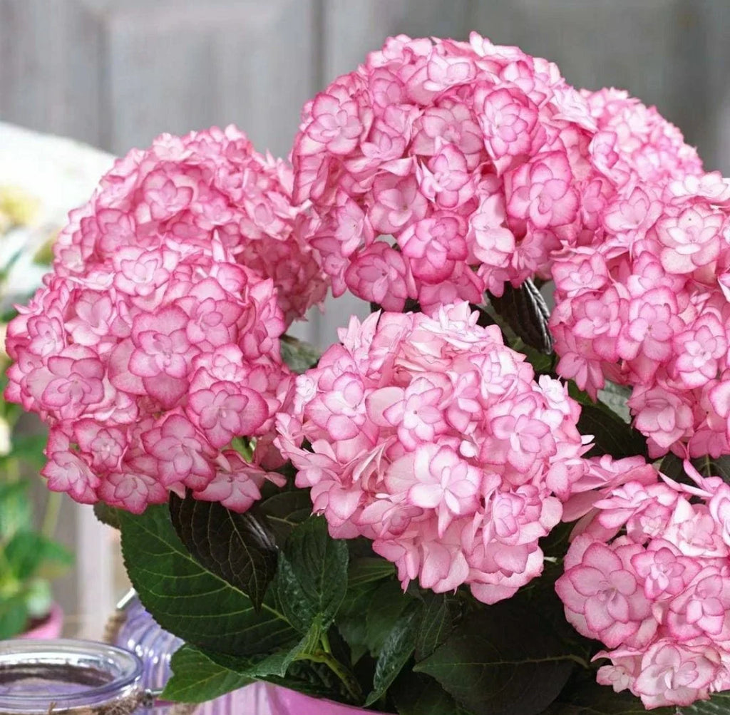 Pink Hydrangea Flower seeds for Planting Cottage Garden Essential, Heirloom & GMO Free Seeds for Home Garden seeds for planting