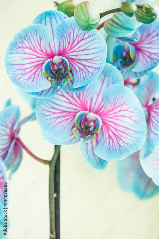High quality Rainbow Phalaenopsis Orchid Flower seeds for Planting Perfect for Borders, Heirloom & GMO Free Seeds for Home Garden seeds pack