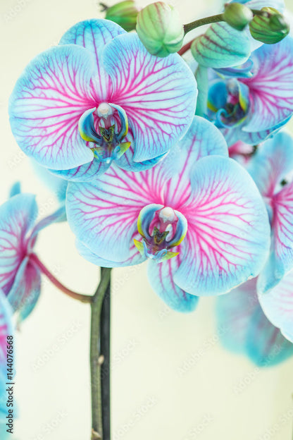 High quality Rainbow Phalaenopsis Orchid Flower seeds for Planting Perfect for Borders, Heirloom & GMO Free Seeds for Home Garden seeds pack