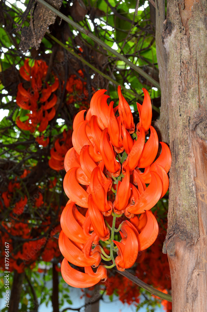 Premium Red Jade Vine (Mucuna Bennettii) Flower seeds for Planting Pollinator Friendly, Heirloom & GMO Free Seeds for Home Garden seeds