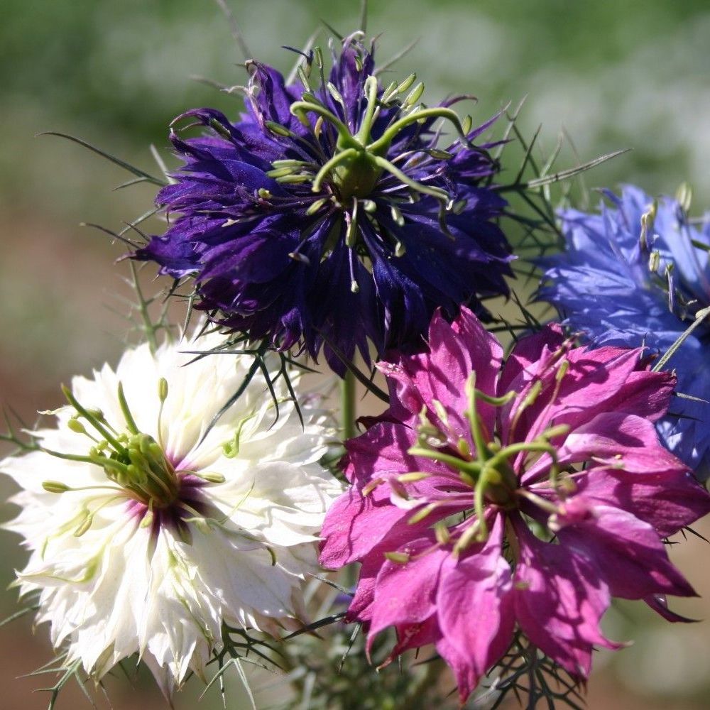 Nigella Persian Flower seeds for Planting Wildflower Mix, Heirloom & GMO Free Seeds for Home Garden seeds for planting