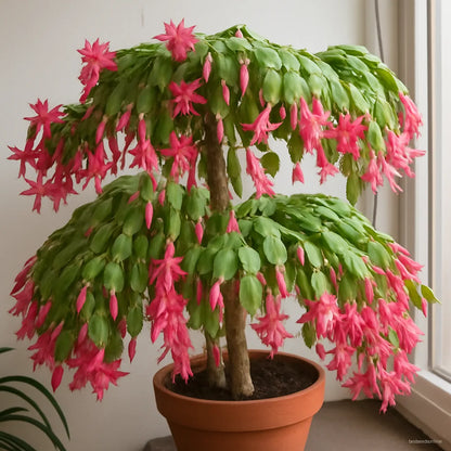 Mixed Zygocactus Truncatus Flower seeds for Planting - Cut Flower Favorite, Heirloom & GMO Free Seeds for Home Garden