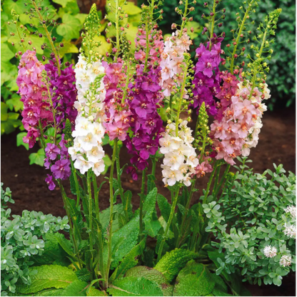 Mixed Mullein Flower seeds for Planting Shade Tolerant Heirloom & GMO Free Seeds for Home Garden