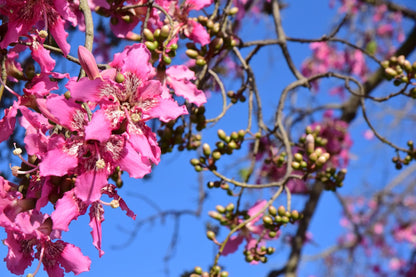 Pink Jacaranda Mimosifolia Flower seeds for Planting Compact Growth Heirloom & GMO Free Seeds for Home Garden