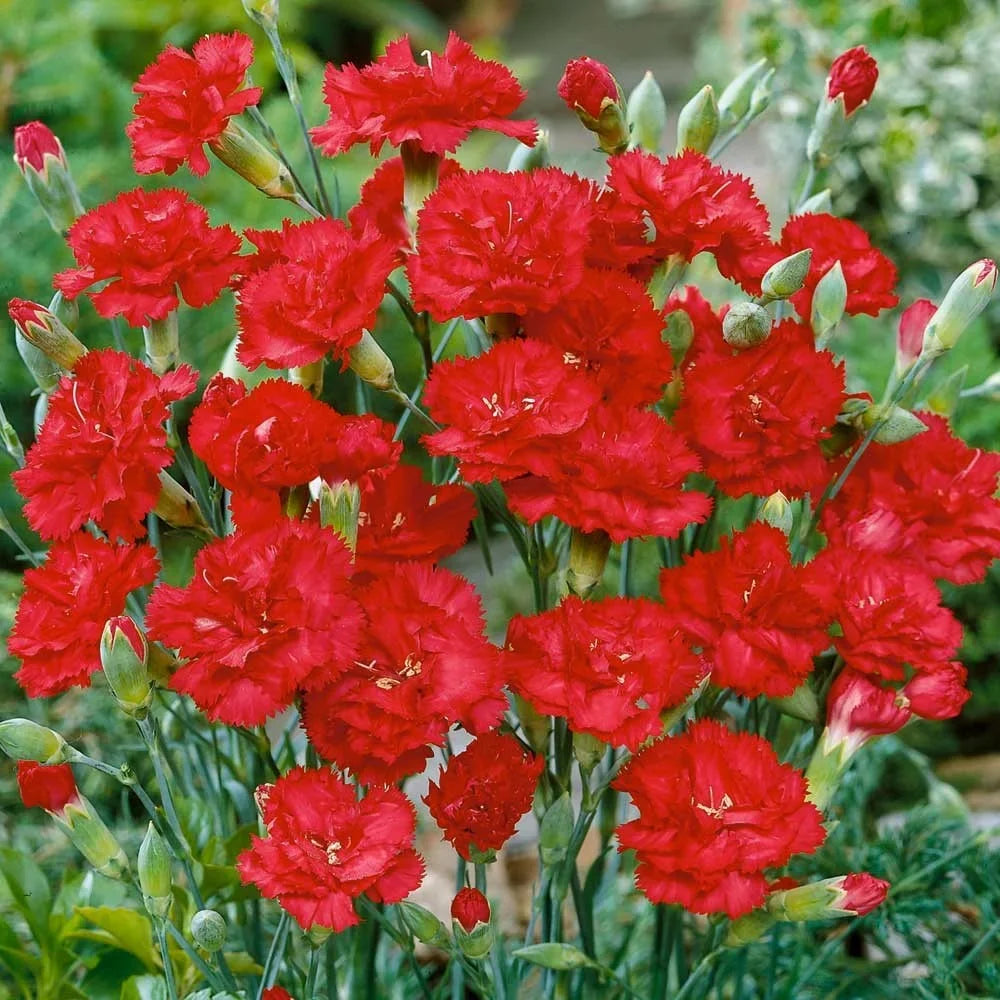 Carnation Red Flower seeds for Planting - Premium Quality, Heirloom & GMO Free Seeds for Home Garden