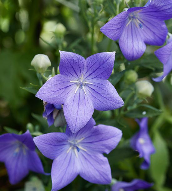 Balloon Goluboy Flower seeds for Planting Premium Quality Heirloom & GMO Free Seeds for Home Garden
