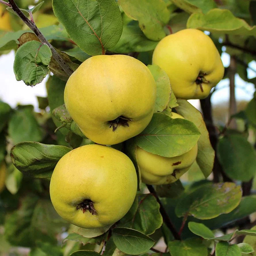 Yellow Cydonia Oblonga Tree Seeds Planting