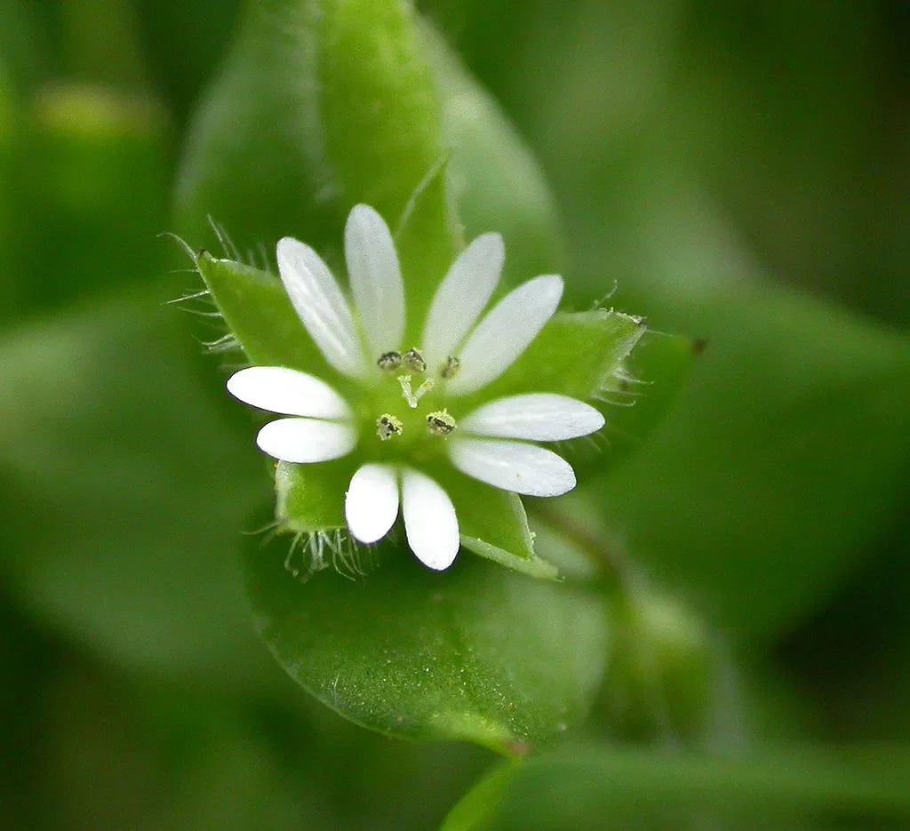 Chickweed Flower seeds for Planting - Bright Blooms, Heirloom & GMO Free Seeds for Home Garden