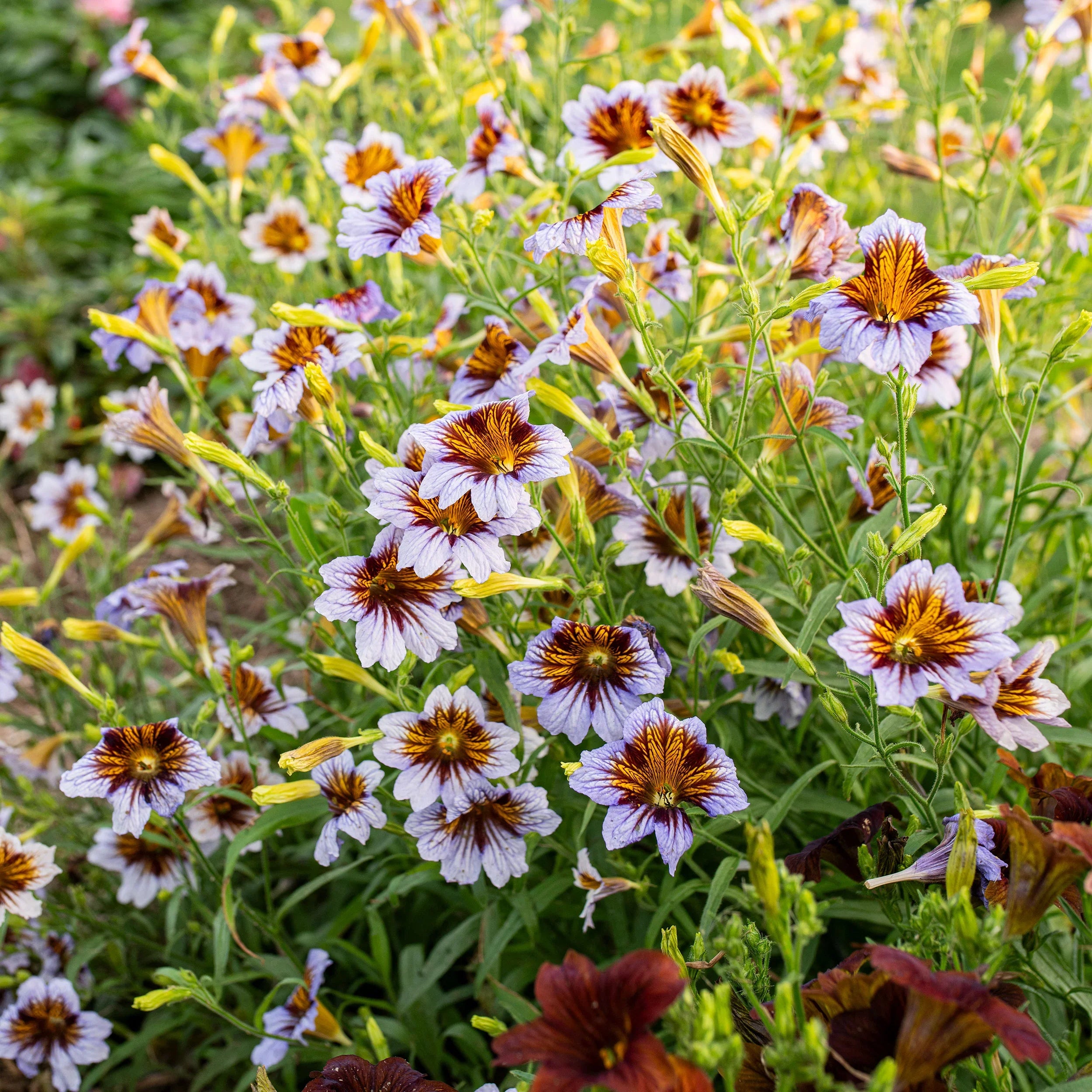 Premium Purple Salpiglossis Flower seeds for Planting Garden Favorite, Heirloom & GMO Free Seeds for Home Garden seeds