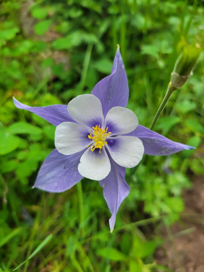 Columbine Flower seeds for Planting Premium Quality Heirloom & GMO Free Seeds for Home Garden