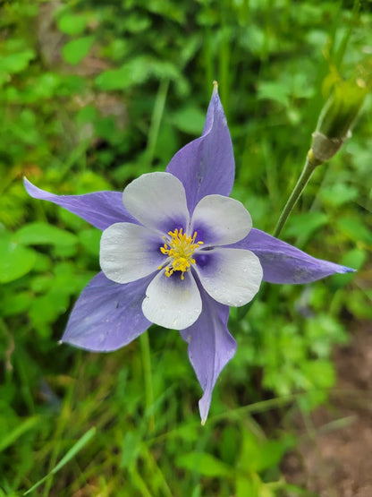 Columbine Flower seeds for Planting Premium Quality Heirloom & GMO Free Seeds for Home Garden