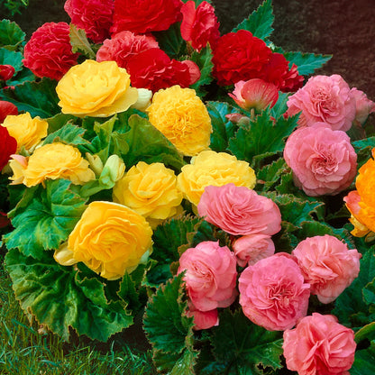 Mixed Begonia Flower seeds for Planting - Drought Tolerant, Heirloom & GMO Free Seeds for Home Garden