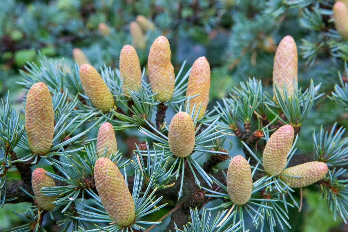 Cedrus Deodara Tree Seeds for Planting - Cut Flower Favorite, Heirloom & GMO Free Seeds for Home Garden