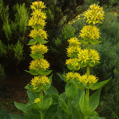 Yellow Gentian Flower seeds for Planting - Shade Tolerant, Heirloom & GMO Free Seeds for Home Garden