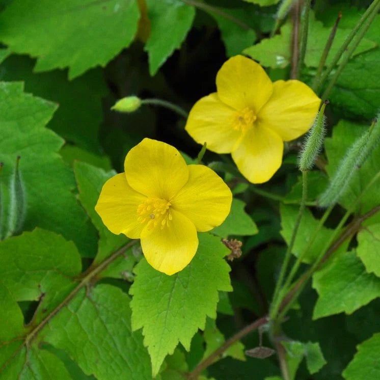 Stylophorum Lasiocarpum Flower seeds for Planting Fragrant Blossoms Heirloom & GMO Free Seeds for Home Garden