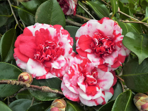 Premium Camellia Red White Flower seeds for Planting Seasonal Bloomer, Heirloom & GMO Free Seeds for Home Garden seeds