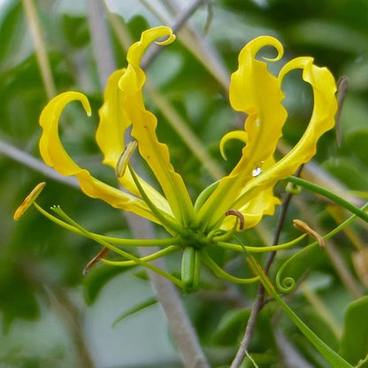 Gloriosa Lutea Flower seeds for Planting Compact Growth Heirloom & GMO Free Seeds for Home Garden