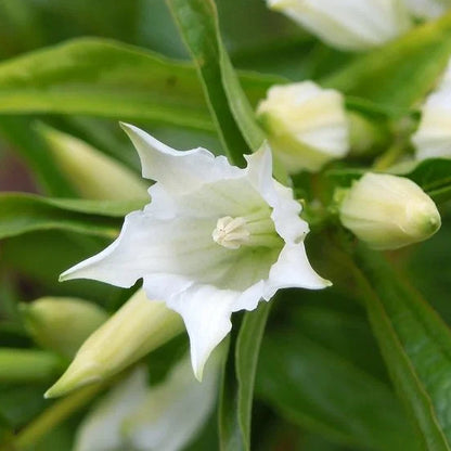 White Gentian Flower seeds for Planting Easy to Grow Heirloom & GMO Free Seeds for Home Garden