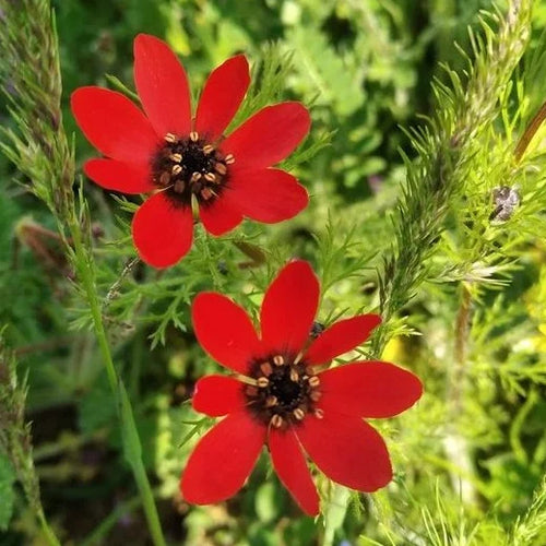 Premium Adonis Flower seeds for Planting Garden Favorite, Heirloom & GMO Free Seeds for Home Garden seeds