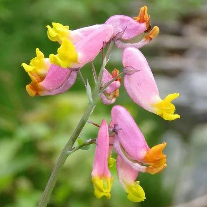 Corydalis Sempervirens Flower seeds for Planting Perfect for Borders Heirloom & GMO Free Seeds for Home Garden