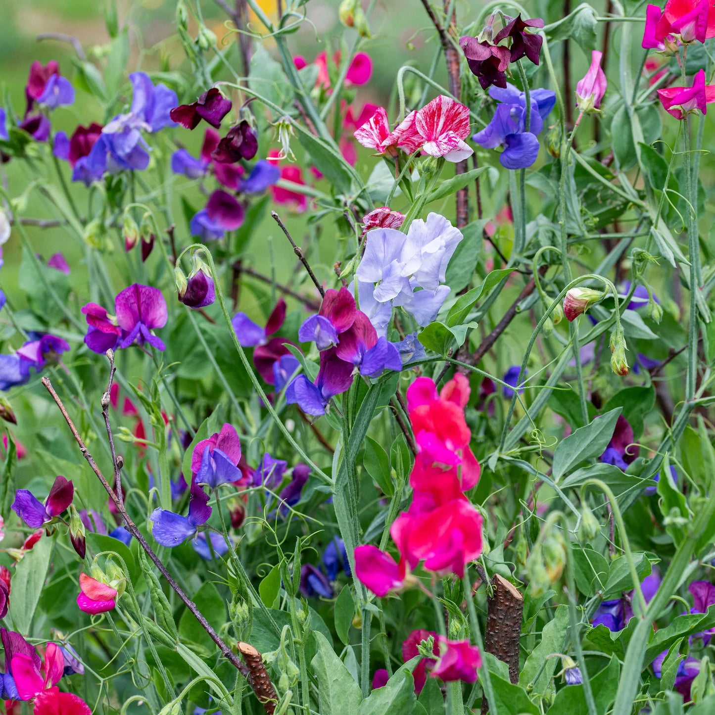Heirloom Pea Flower seeds for Planting Wildflower Mix Heirloom & GMO Free Seeds for Home Garden