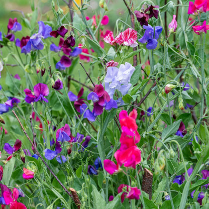 Heirloom Pea Flower seeds for Planting Wildflower Mix Heirloom & GMO Free Seeds for Home Garden