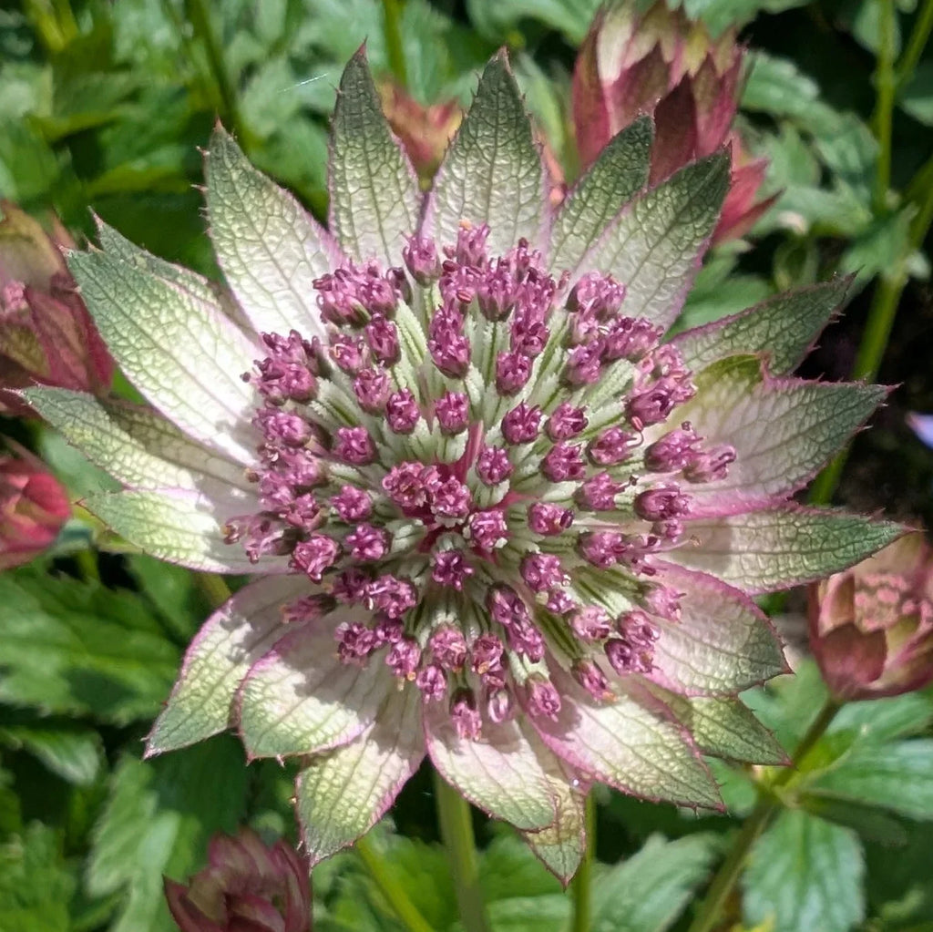 Premium Mixed Astrantia Flower seeds for Planting Shade Tolerant, Heirloom & GMO Free Seeds for Home Garden seeds