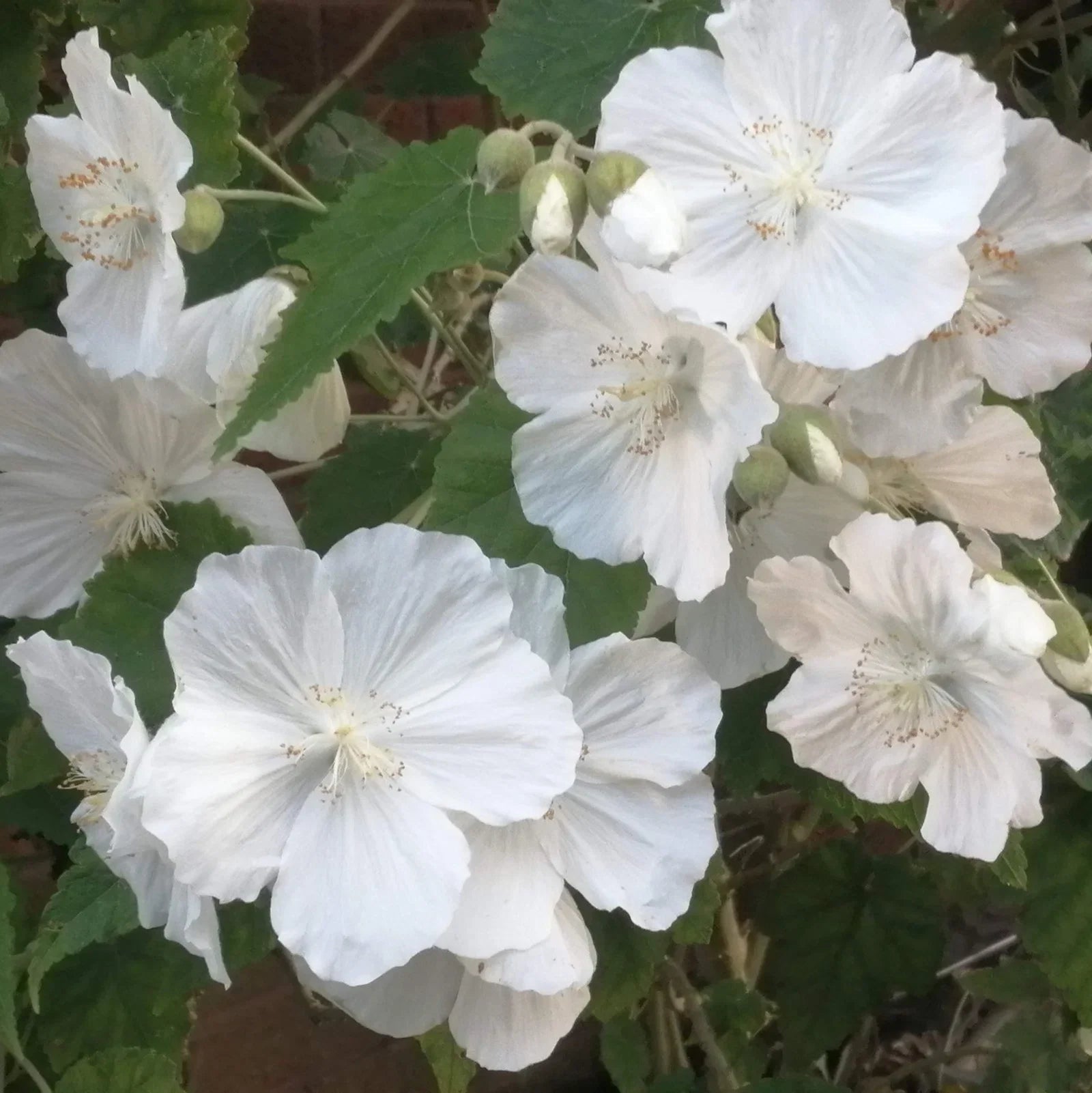 Abutilon Flower seeds for Planting Seasonal Bloomer, Heirloom & GMO Free Seeds for Home Garden seeds for planting