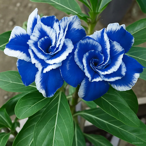 Premium Blue White Adenium Flower seeds for Planting Cottage Garden Essential, Heirloom & GMO Free Seeds for Home Garden seeds