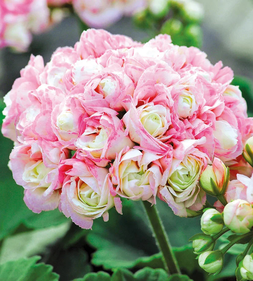 Pink Scented Geranium Flower seeds for Planting Cottage Garden Essential, Heirloom & GMO Free Seeds for Home Garden seeds for planting