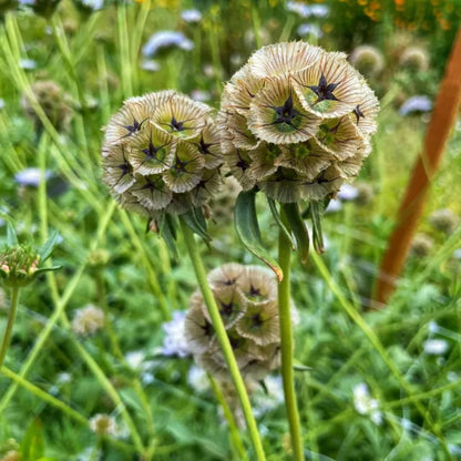 Drumstick Scabiosa Flower seeds for Planting Shade Tolerant Heirloom & GMO Free Seeds for Home Garden