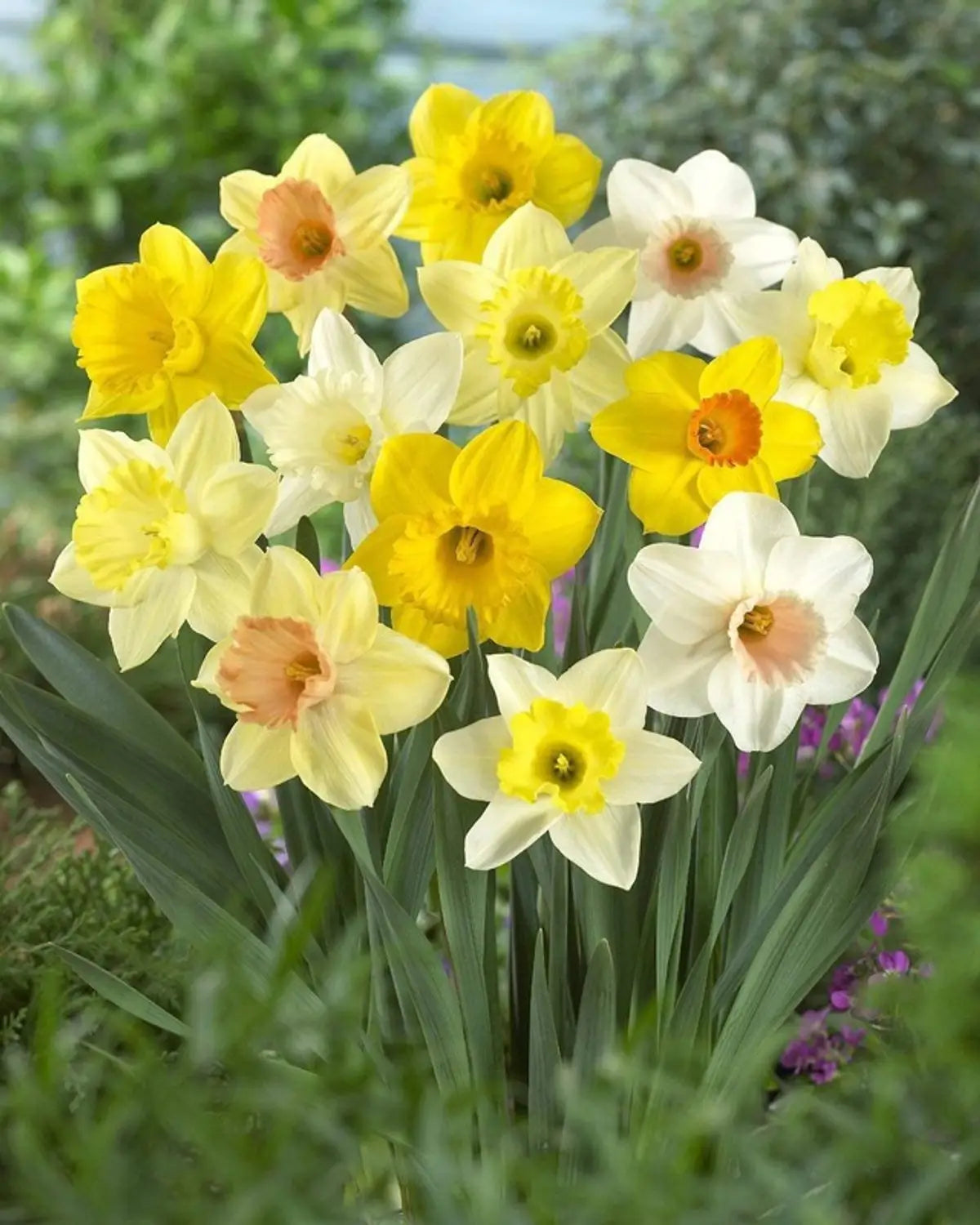 Jonquil Flower seeds for Planting Easy to Grow, Heirloom & GMO Free Seeds for Home Garden vegetable and garden seeds