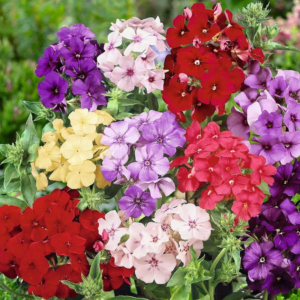 Annual Phlox Seeds for Planting – Heirloom, Non-GMO, Colorful Flower Mix, Easy to Grow