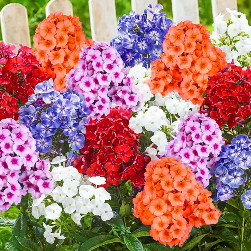 Annual Phlox Seeds for Planting – Heirloom, Non-GMO, Colorful Flower Mix, Easy to Grow
