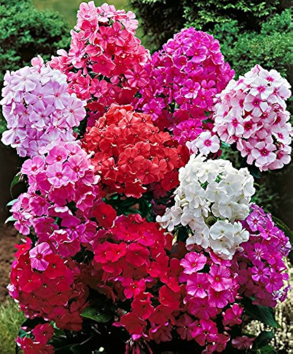Annual Phlox Seeds for Planting – Heirloom, Non-GMO, Colorful Flower Mix, Easy to Grow