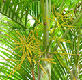 Green Chrysalidocarpus Lutescens Flower seeds for Planting Cottage Garden Essential, Heirloom & GMO Free Seeds for Home Garden seeds for planting