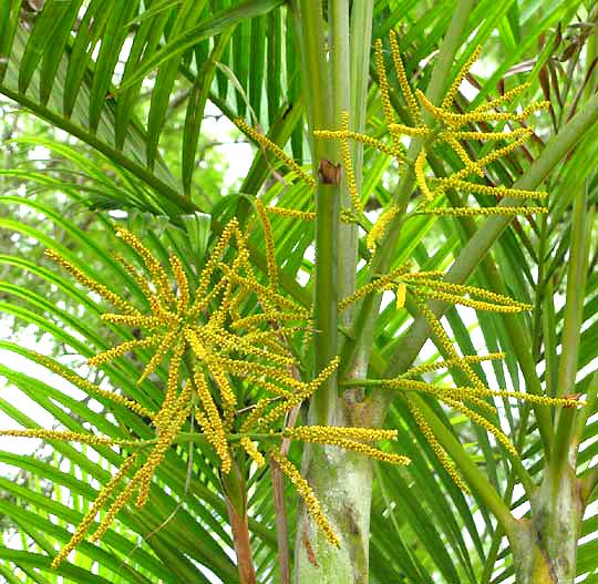 Green Chrysalidocarpus Lutescens Flower seeds for Planting Cottage Garden Essential, Heirloom & GMO Free Seeds for Home Garden seeds for planting