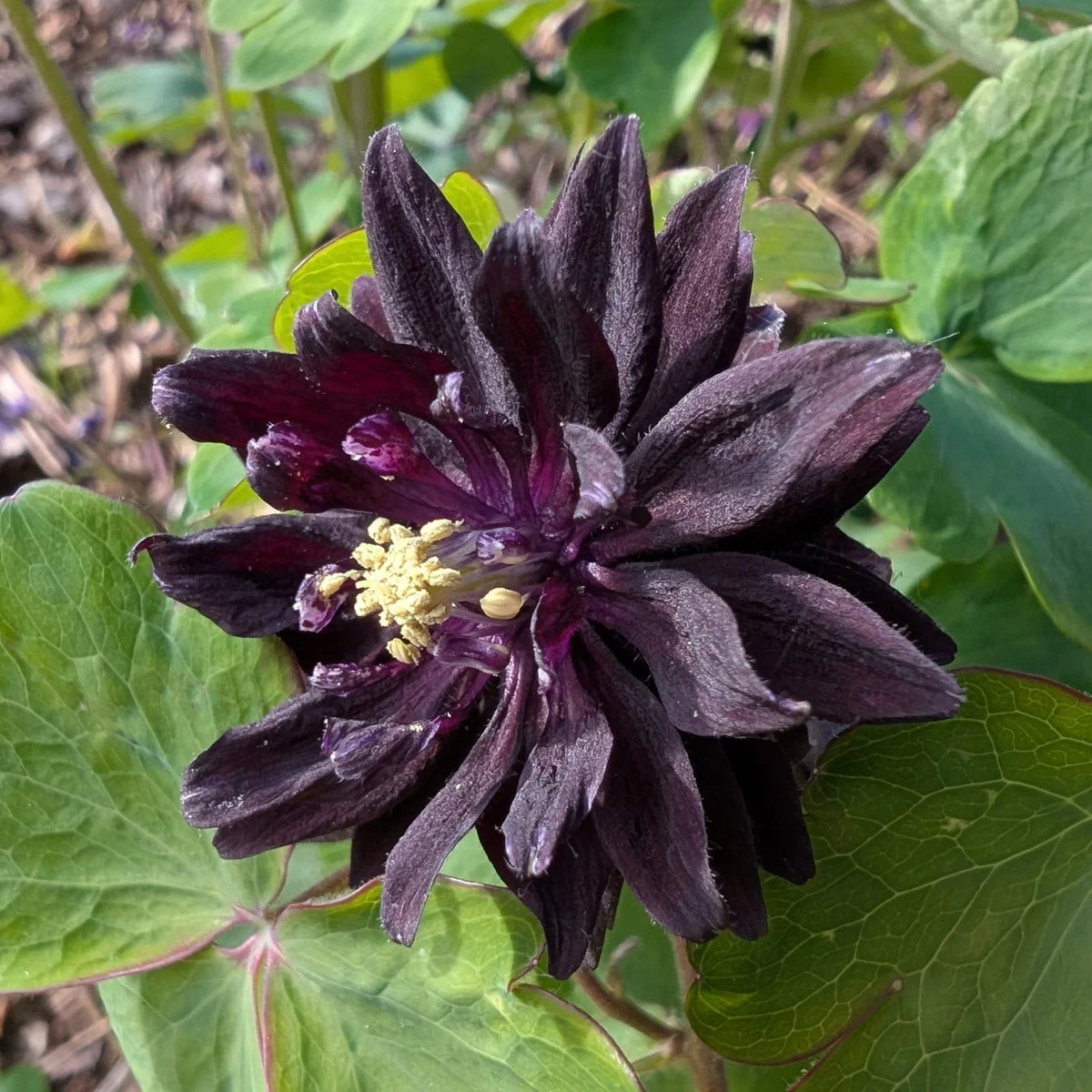 Barlow Flower seeds for Planting Seasonal Bloomer Heirloom & GMO Free Seeds for Home Garden