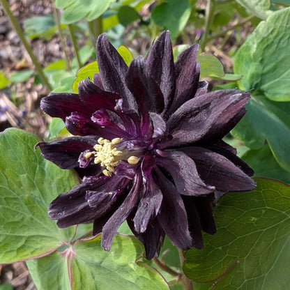 Barlow Flower seeds for Planting Seasonal Bloomer Heirloom & GMO Free Seeds for Home Garden