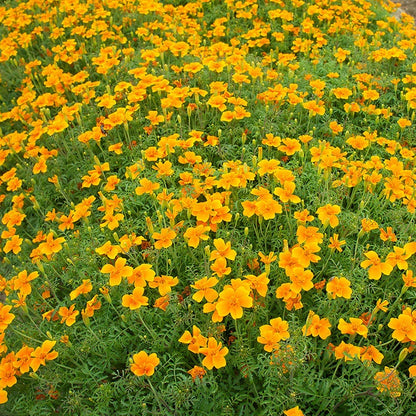 Tangerine Gem Flower seeds for Planting Vibrant Colors Heirloom & GMO Free Seeds for Home Garden