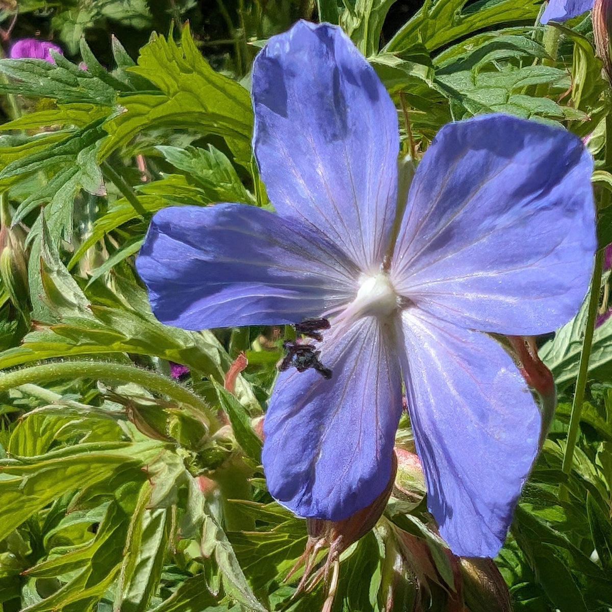 Heirloom Geranium Pratense Flower seeds for Planting Bright Blooms Heirloom & GMO Free Seeds for Home Garden