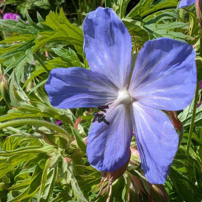 Heirloom Geranium Pratense Flower seeds for Planting Bright Blooms Heirloom & GMO Free Seeds for Home Garden