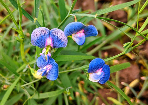 Premium Blue Lathyrys Satuvys Flower seeds for Planting Perfect for Borders, Heirloom & GMO Free Seeds for Home Garden seeds