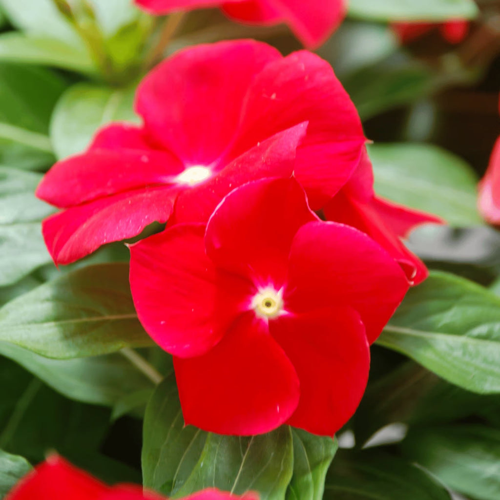 High quality Mixed Madagascar Flower seeds for Planting Pollinator Friendly, Heirloom & GMO Free Seeds for Home Garden seeds pack