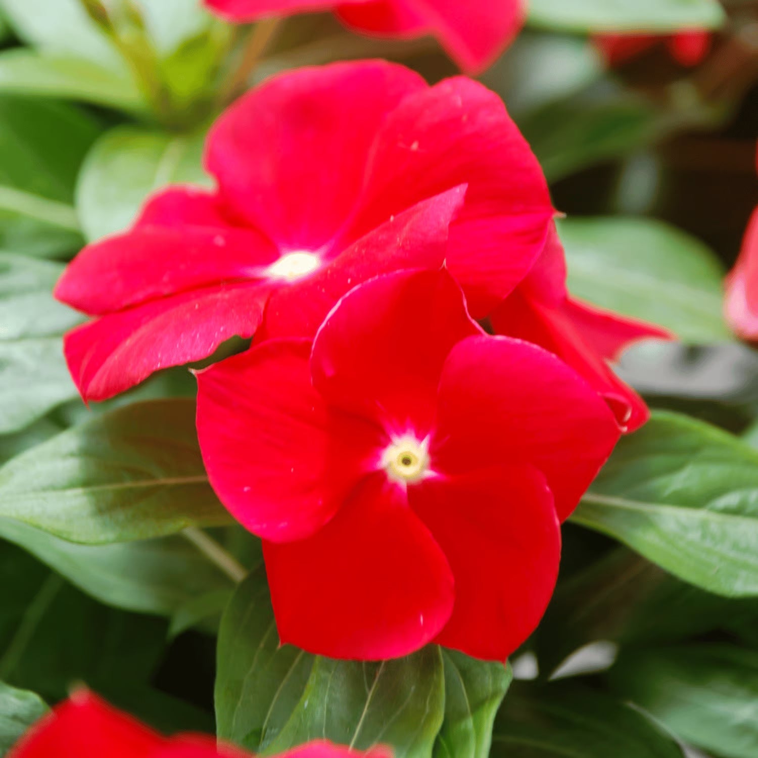 High quality Mixed Madagascar Flower seeds for Planting Pollinator Friendly, Heirloom & GMO Free Seeds for Home Garden seeds pack