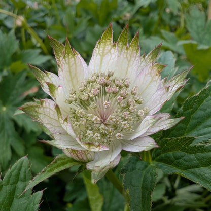Major Astrantia Flower seeds for Planting Sun Loving Heirloom & GMO Free Seeds for Home Garden