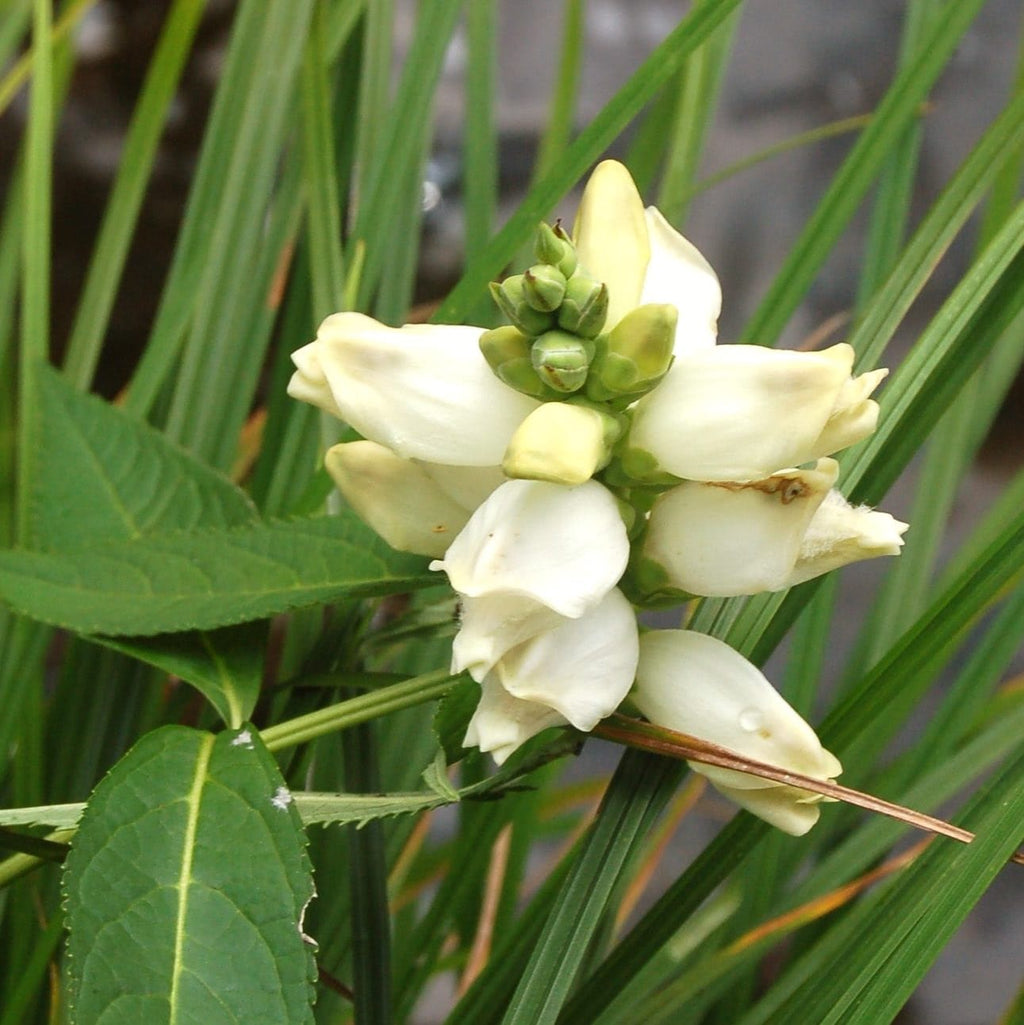 White Turtlehead Flower seeds for Planting Wildflower Mix, Heirloom & GMO Free Seeds for Home Garden vegetable and garden seeds