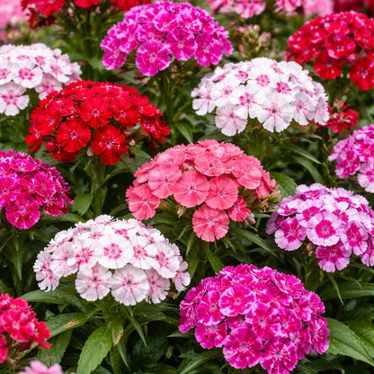 Heirloom Dianthus Barbatus Flower seeds for Planting Vibrant Colors Heirloom & GMO Free Seeds for Home Garden