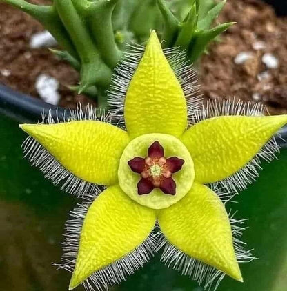 Orbea Lutea Succulent Flower seeds for Planting Low Maintenance Heirloom & GMO Free Seeds for Home Garden